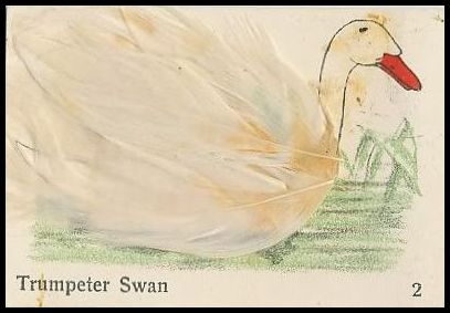 2 Trumpeter Swan